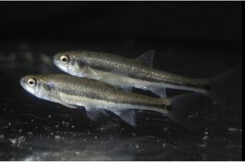 Fisch des Jahres 2026